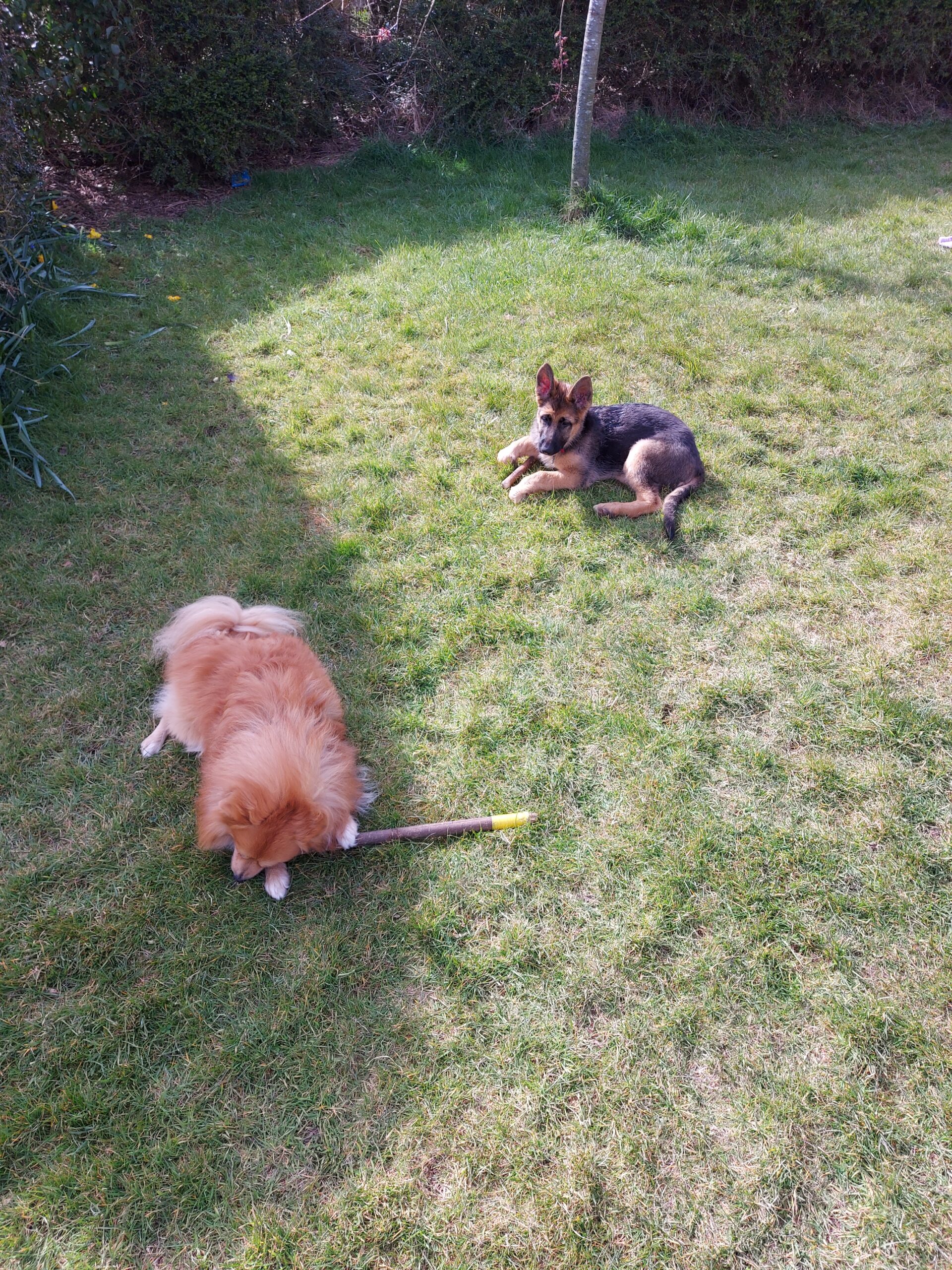 What to Do When Your Dog Steals Things and Runs Away Happy and