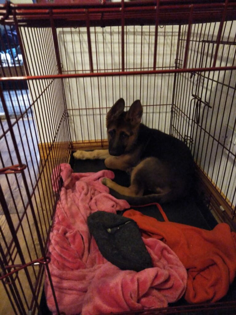 Perfect Dog Crate For German Shepherds