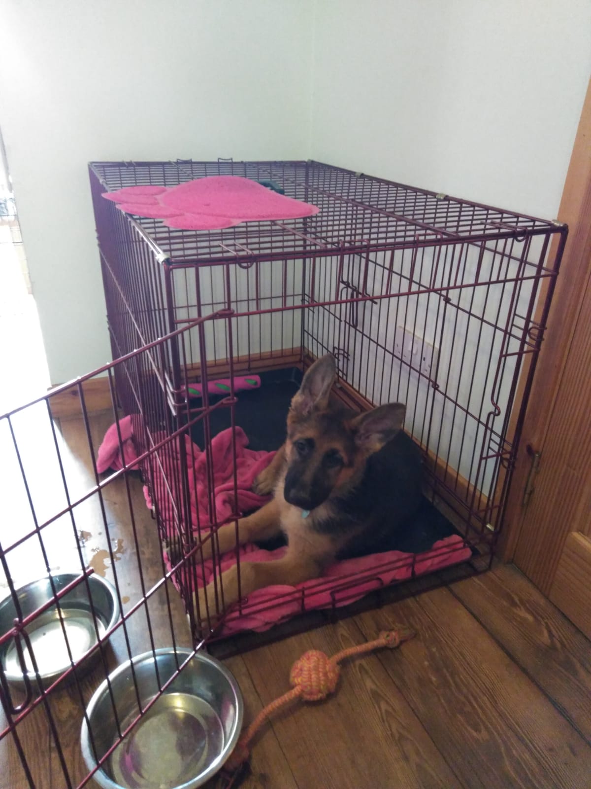 The Recommended Dog Crate for a German Shepherd