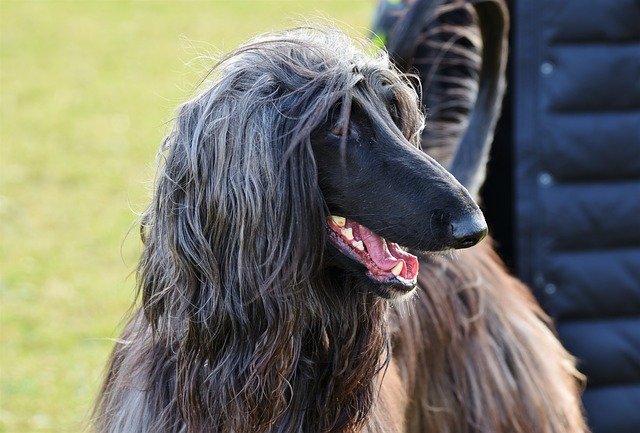 Best Dog Crate for an Afghan Hound