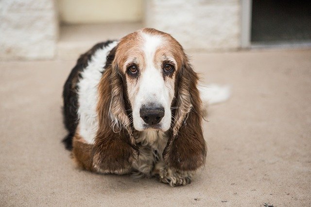 Best Dog Crate for a Basset Hound