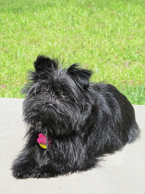 Best Dog Crate for a Affenpinscher