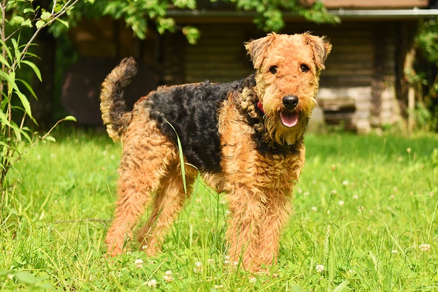 Best Dog Crate for an Airedale Terrier