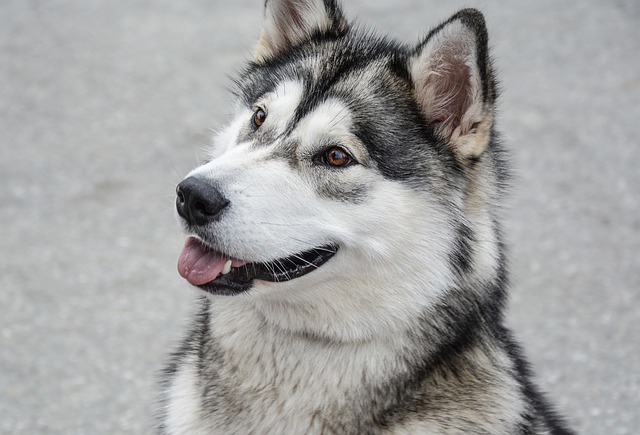 Best Dog Crate for an Alaskan Malamute