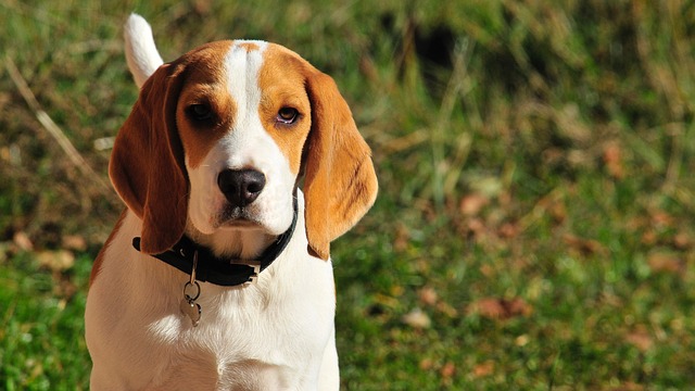 Best Dog Crate for a Beagle