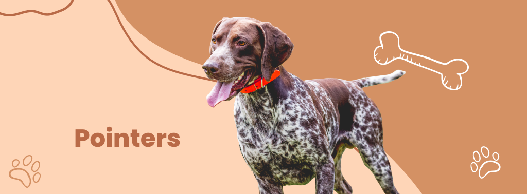 Pointers (German Shorthaired)