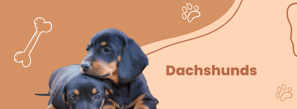 Dachshunds