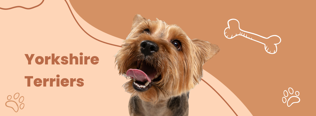 Yorkshire Terriers