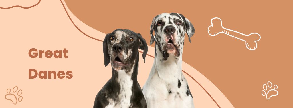 Great Danes