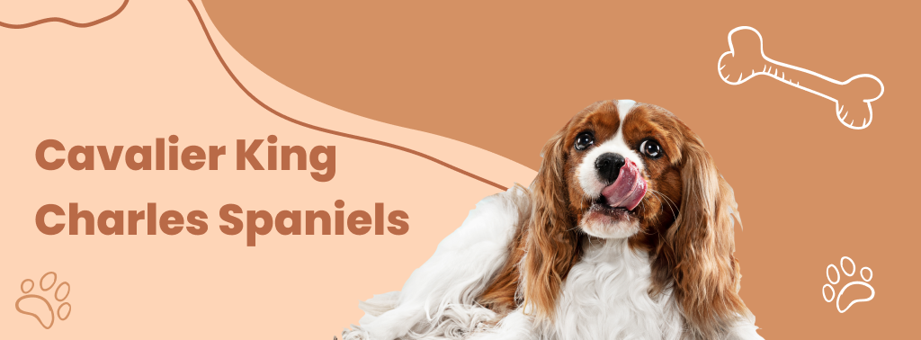 Cavalier King Charles Spaniels