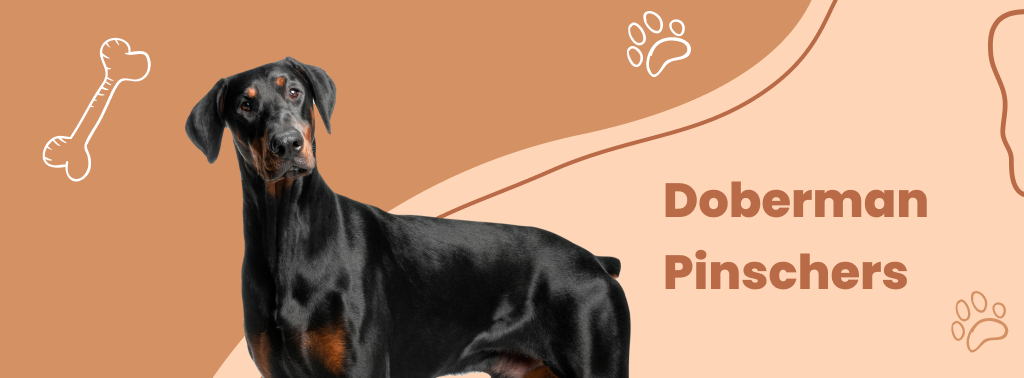 Doberman Pinschers