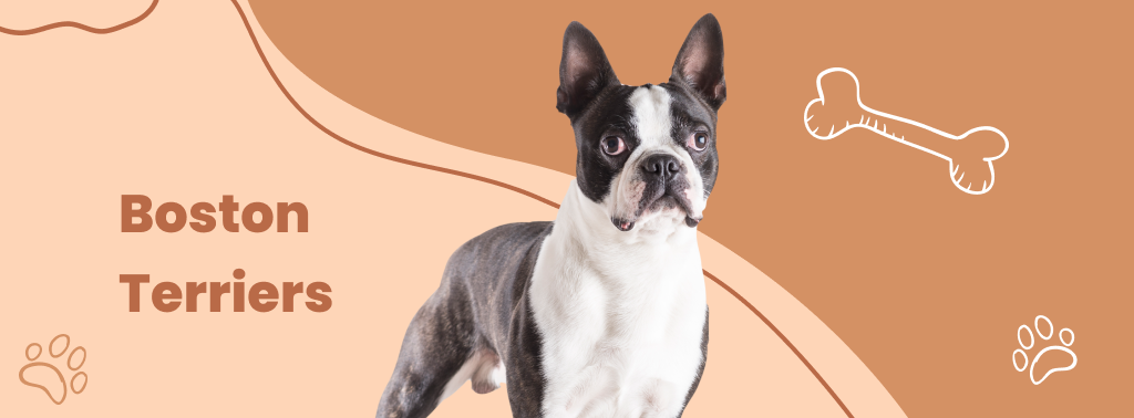 Boston Terriers