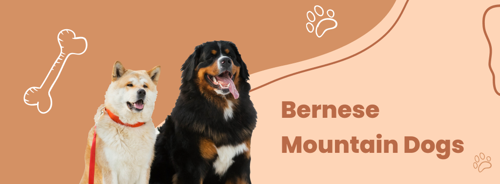 Bernese Mountain Dogs