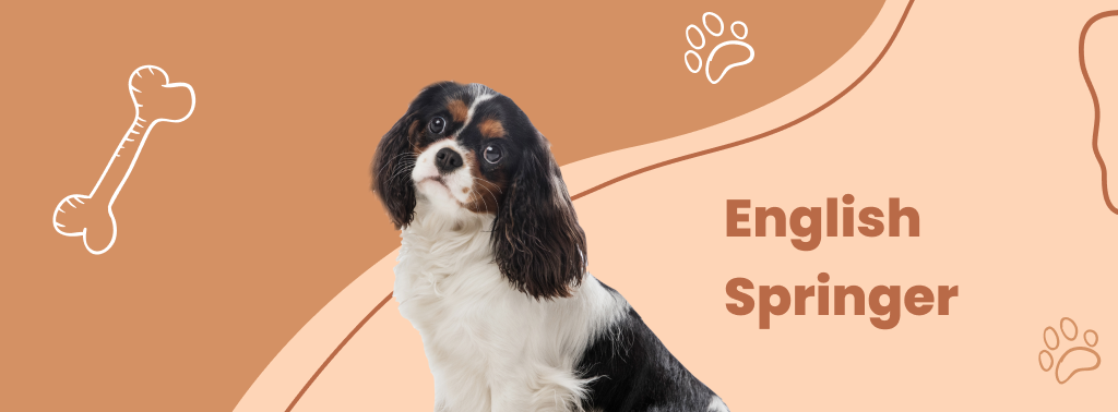 Spaniels (English Springer)