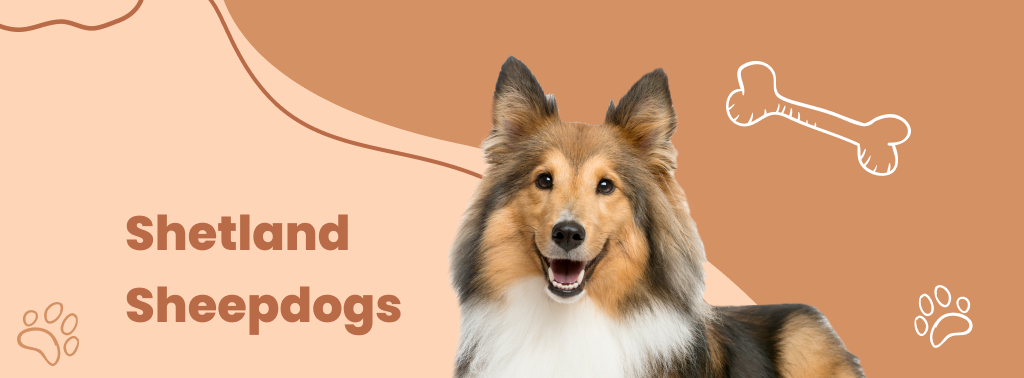 Shetland Sheepdogs