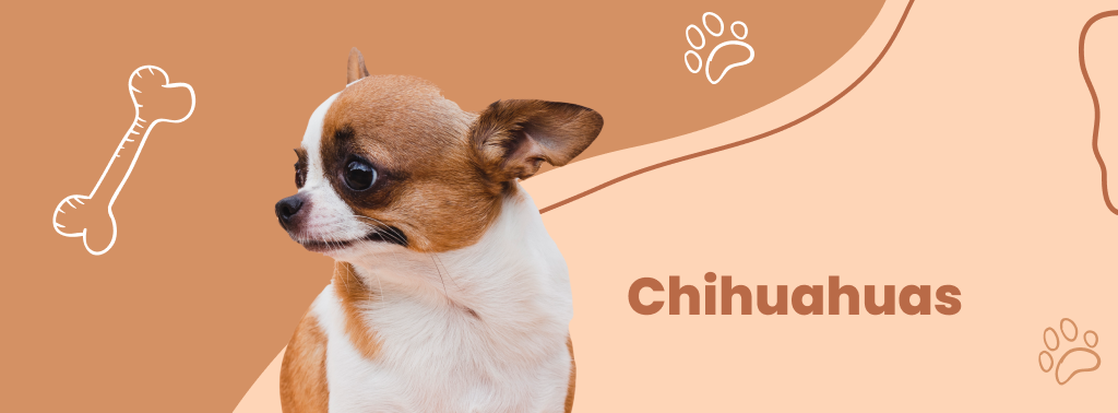 Chihuahuas