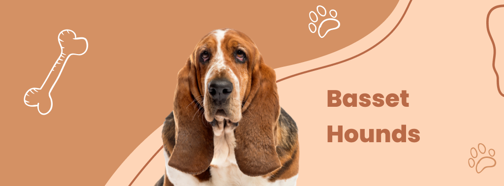 Basset Hounds