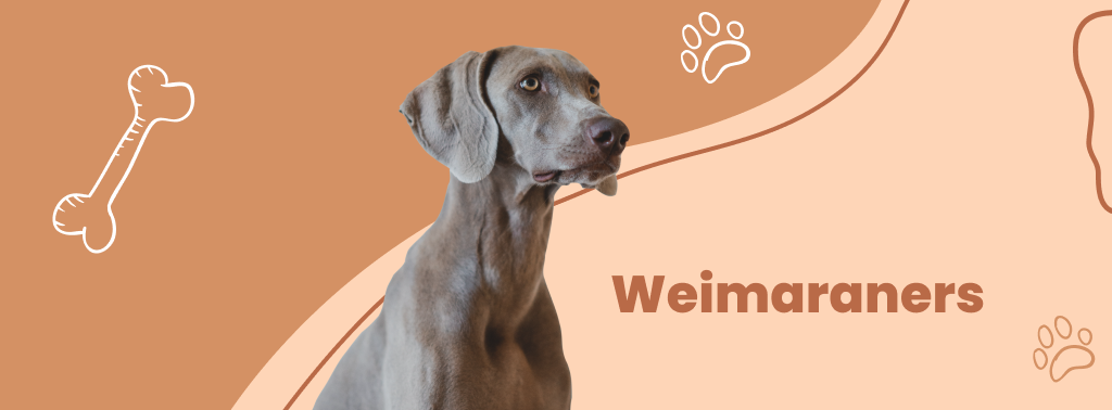 Weimaraners