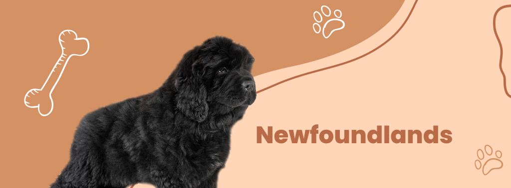 Newfoundlands