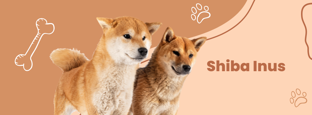 Shiba Inus