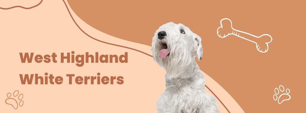 West Highland White Terriers