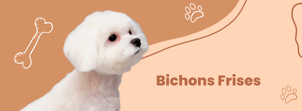 Bichons Frises