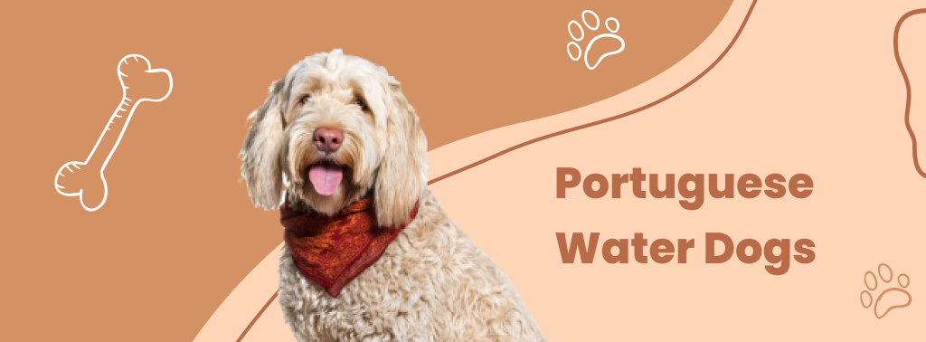 Portuguese Water Dogs