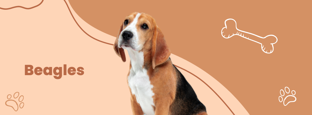 Beagles