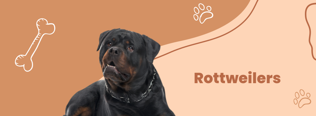 Rottweilers