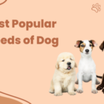Most Poplar Breeds of Dog