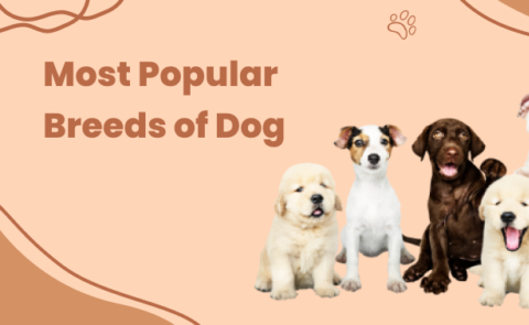 Most Poplar Breeds of Dog