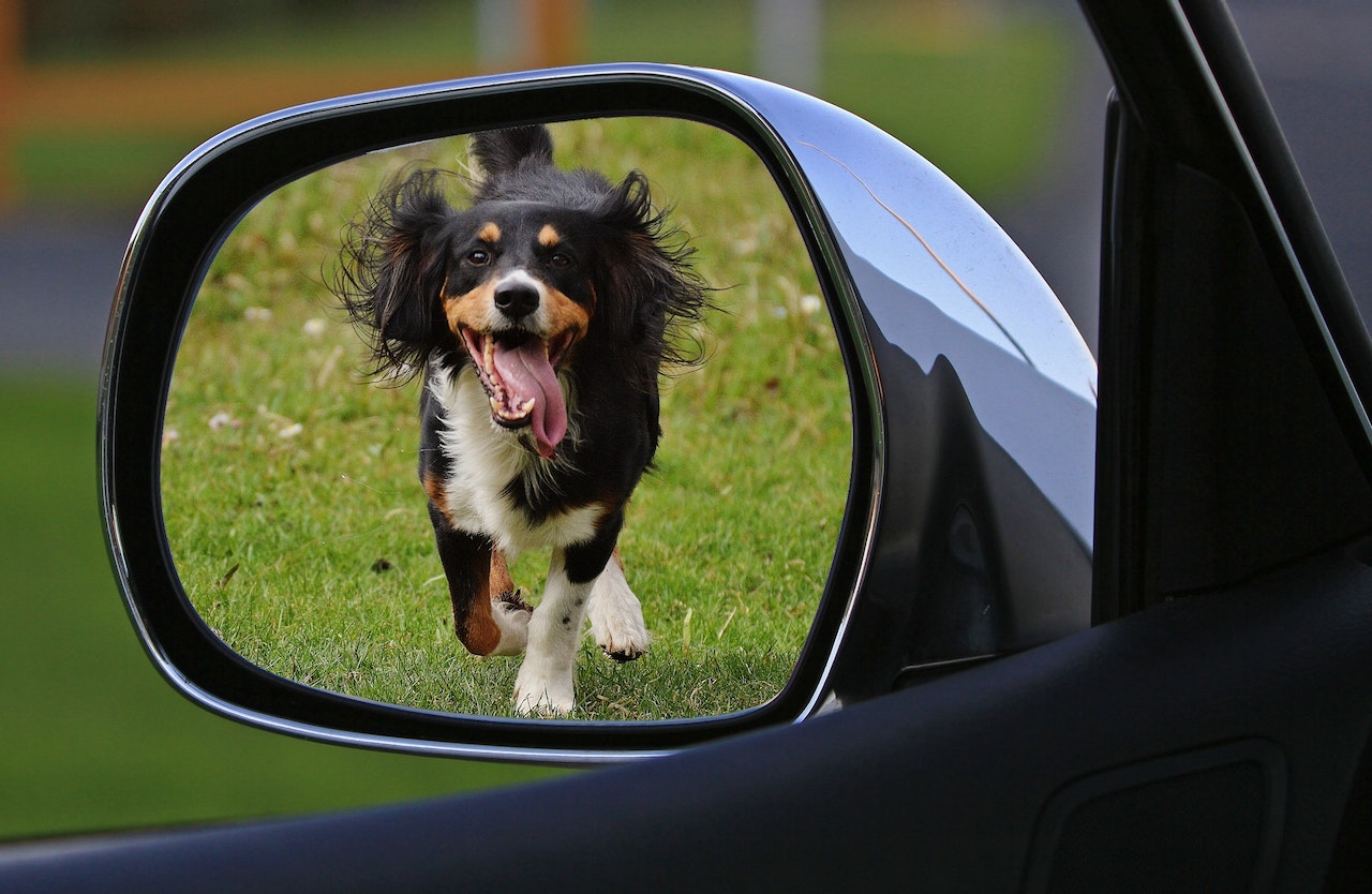 Why Is My Dog Afraid of His Reflection?