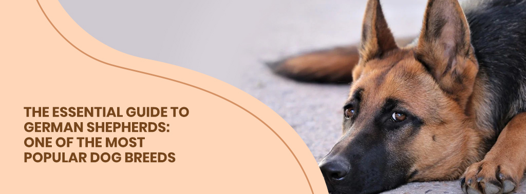 The Essential Guide to German Shepherds