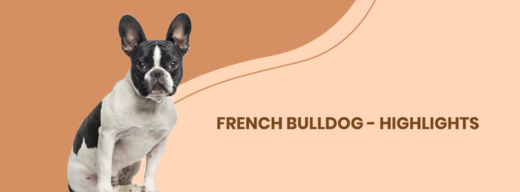 French Bulldog - Highlights