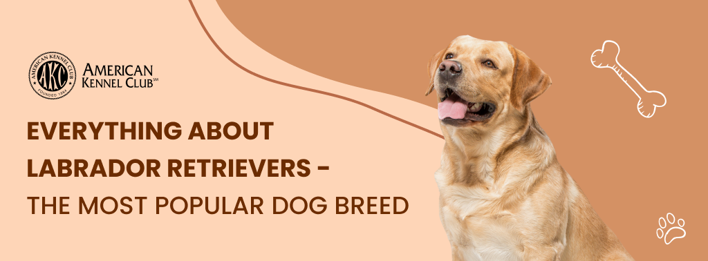 Everything About Labrador Retrievers