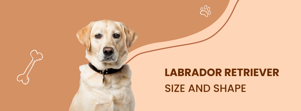 Everything About Labrador Retrievers - The Most Popular Dog Breed