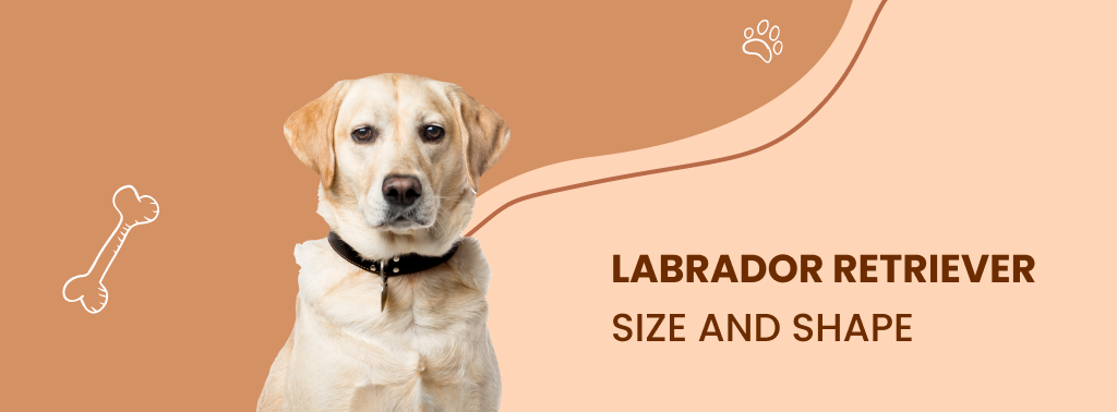 Everything About Labrador - The Most Popular Dog Breed