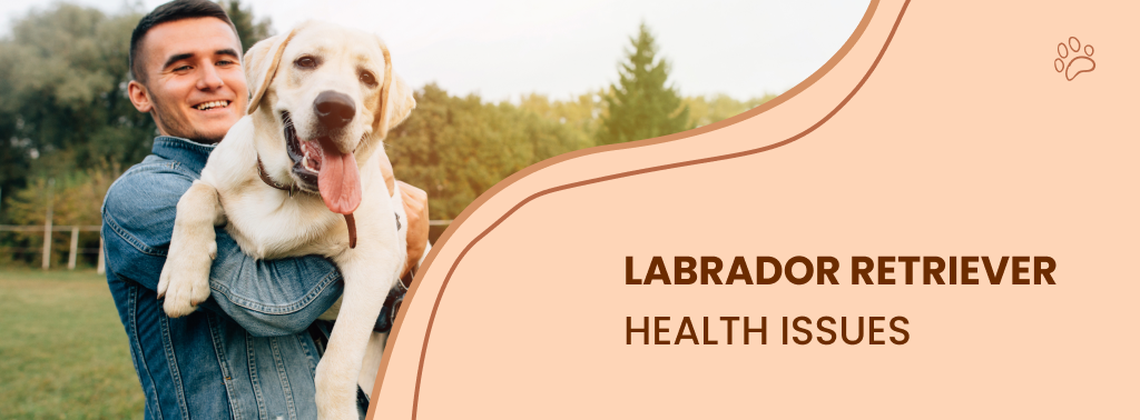 Everything About Labrador Retrievers - The Most Popular Dog Breed