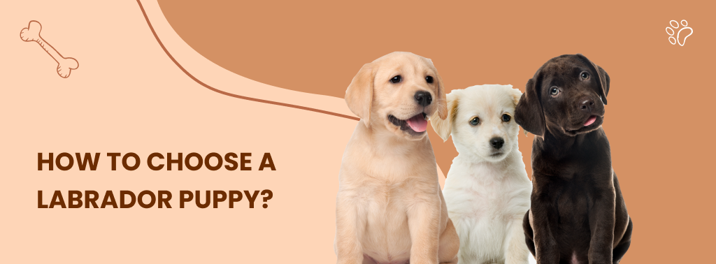 Everything About Labrador Retrievers - The Most Popular Dog Breed