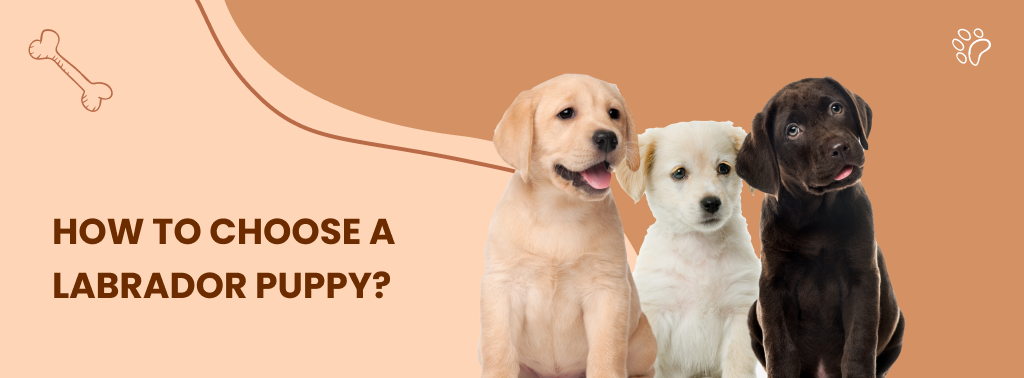 How to choose a Puppy