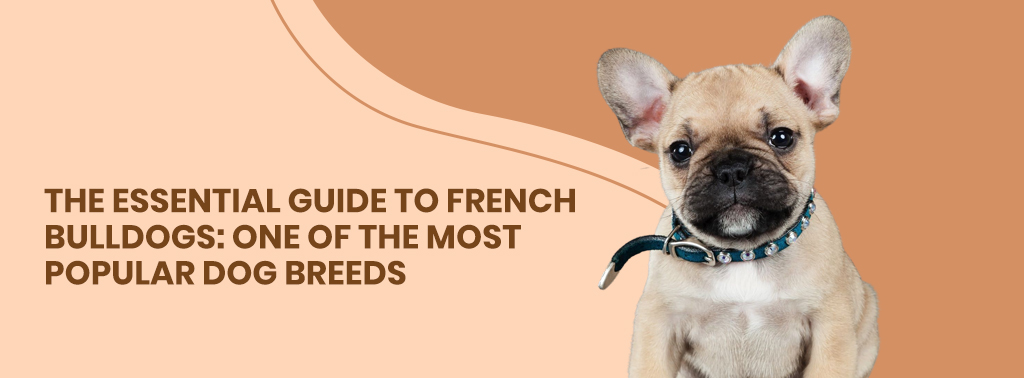 The Essential Guide to French Bulldogs