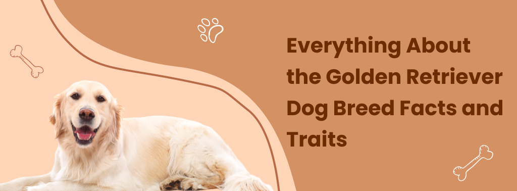 Everything About the Golden Retriever