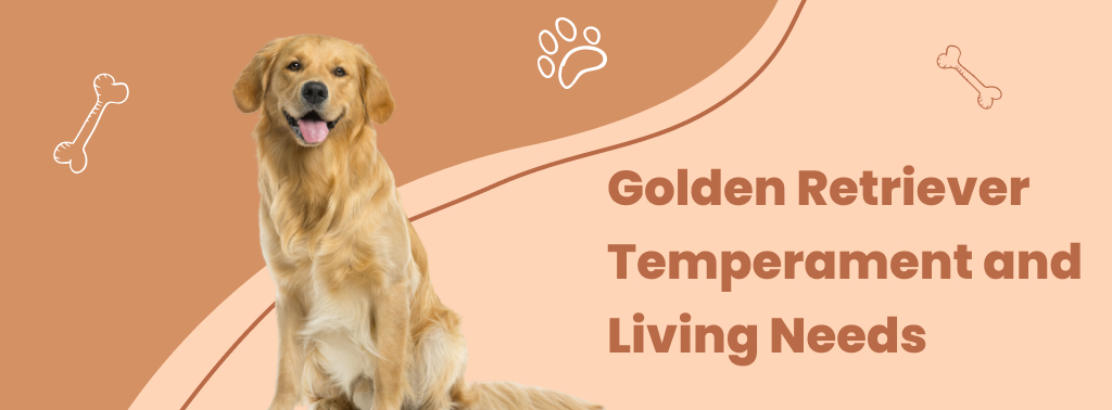 Golden Retriever Temperament And Needs