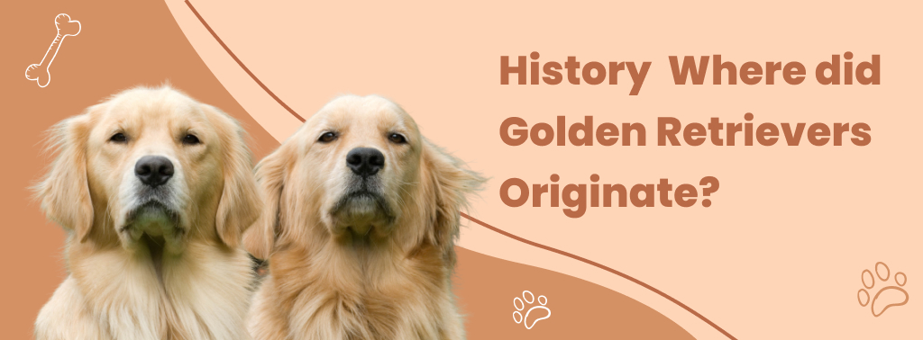 Golden Retrievers Origins