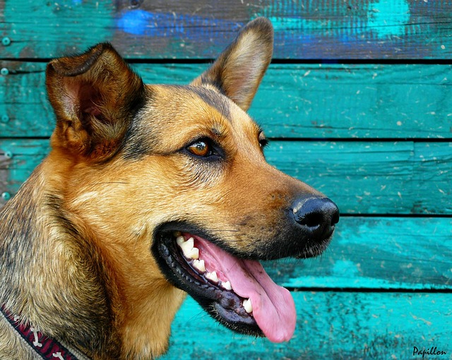 German Shepherd Teeth