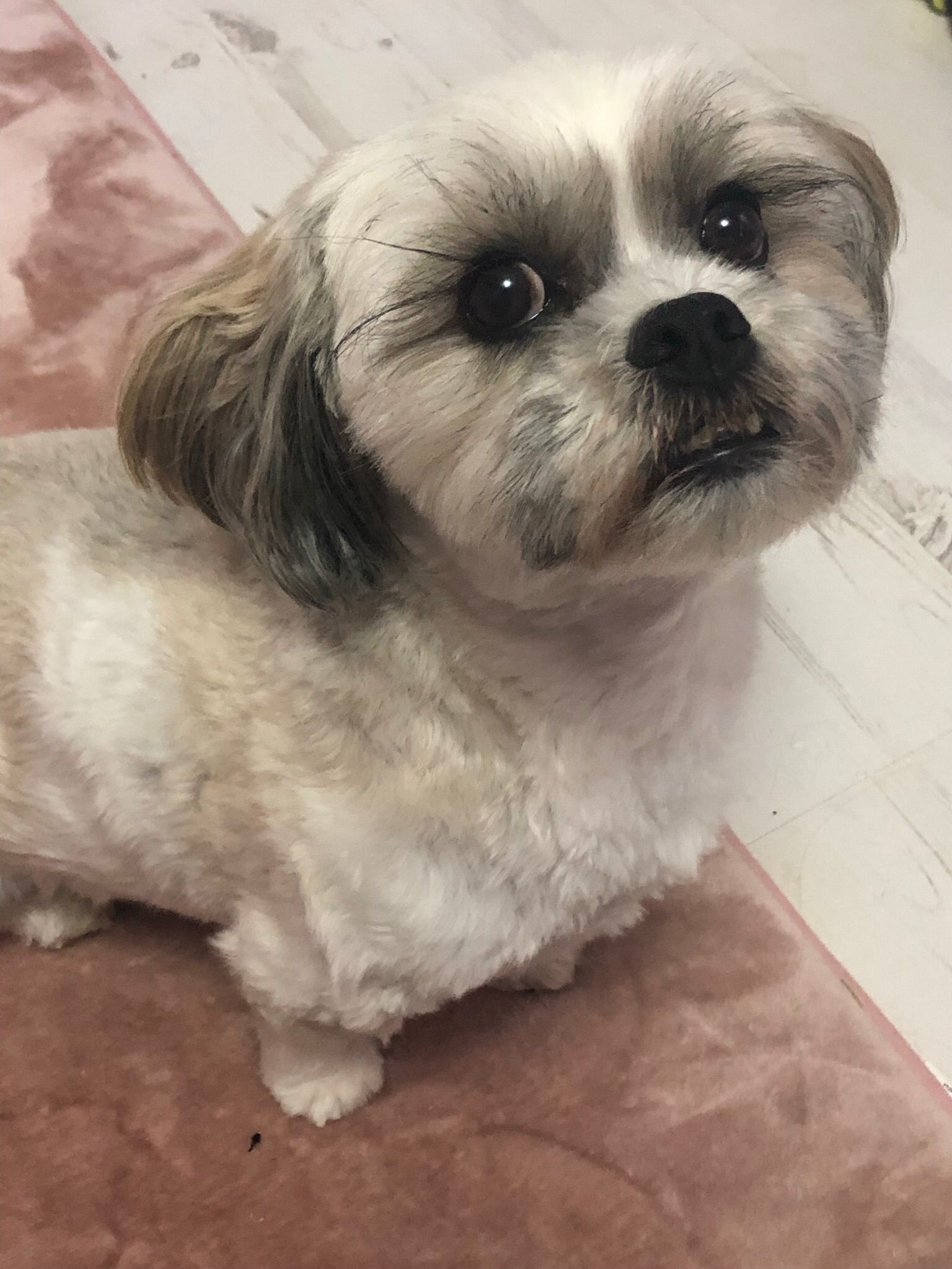 Are Lhasa Apso's Aggressive?