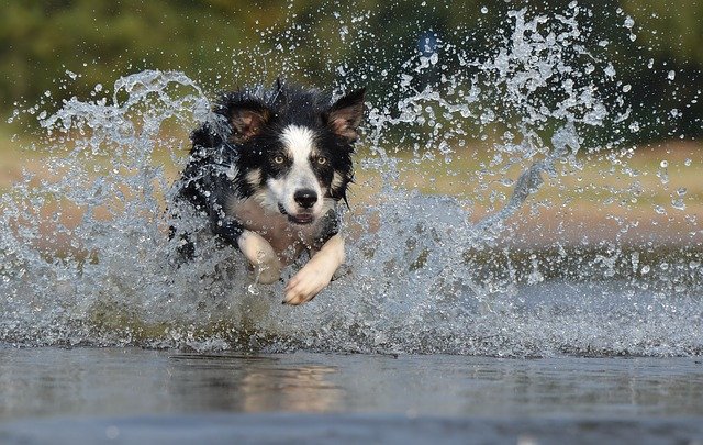 Do Border Collies Like Water?