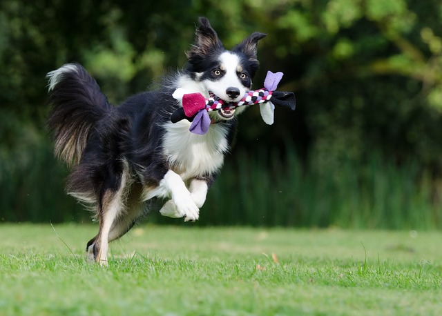 Why Do Border Collies Hug?