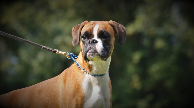 Are Boxers Good Off Leash?