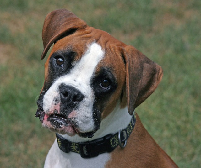 Do Boxers Bark A Lot?